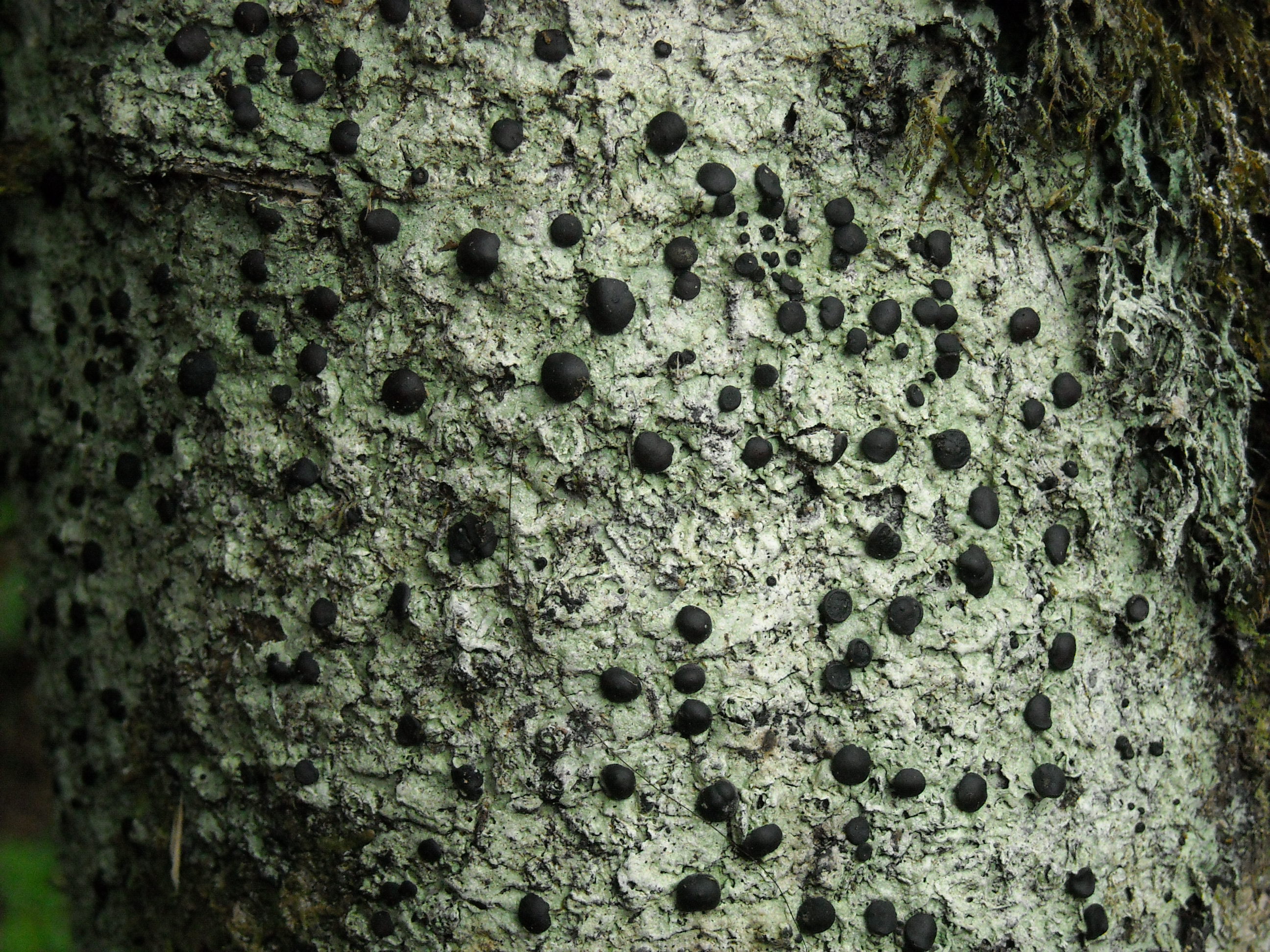Представитель Семейства Megalosporaceae